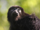 Young Howler Monkey