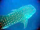 Whale Shark