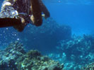 Snorkelling at South Water Caye