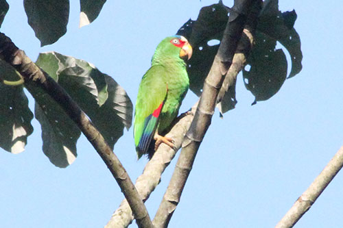 White Fronted Parrot