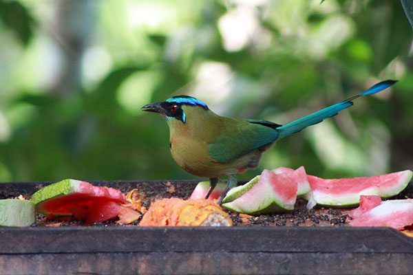 Blue Crowned Motmot at Bird Table