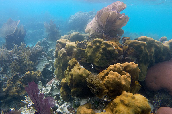 Coral at Ray Caye