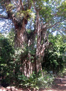 Tree at Lamanai Mayan Ruins
