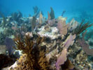 Coral at Mexico Rocks snorkel site